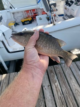 Mangrove Snapper Fishing in Pensacola, Florida