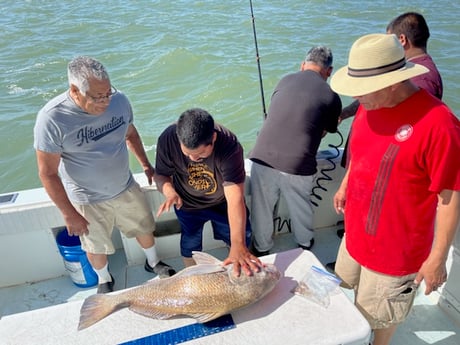 Bonnethead Shark fishing in Galveston, Texas