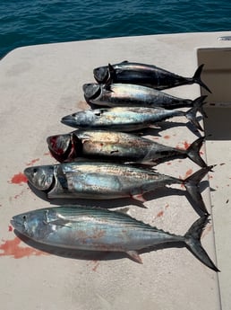 Bonito Fishing in Beaufort, North Carolina