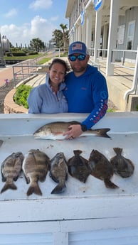 Black Drum, Flounder, Redfish, Sheepshead Fishing in Galveston, Texas