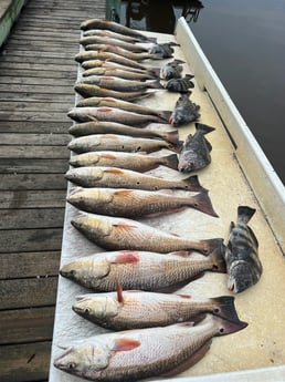 Black Drum, Redfish Fishing in Galveston, Texas