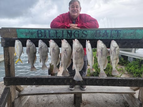 Black Drum, Jack Crevalle, Speckled Trout Fishing in Port Aransas, Texas