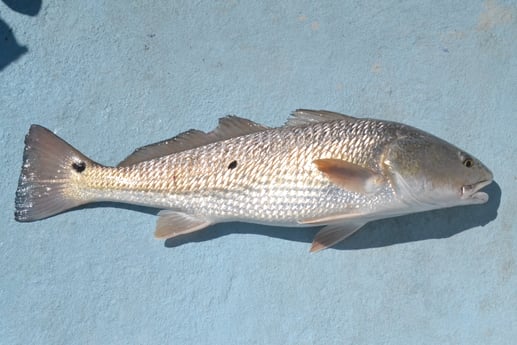 Redfish fishing in Rockport, Texas