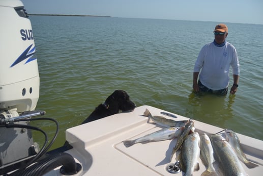 Speckled Trout / Spotted Seatrout fishing in Corpus Christi, Texas