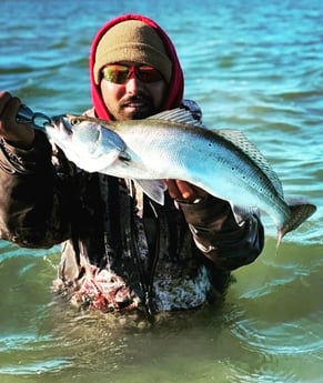 Speckled Trout / Spotted Seatrout Fishing in Port O&#039;Connor, Texas