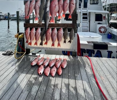 Bull Shark, Red Snapper fishing in Destin, Florida