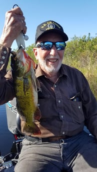 Peacock Bass Fishing in Fort Lauderdale, Florida