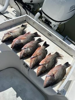 Fishing in Port Orange, Florida