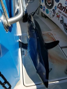 Thresher Shark Fishing in Freeport, Nassau County