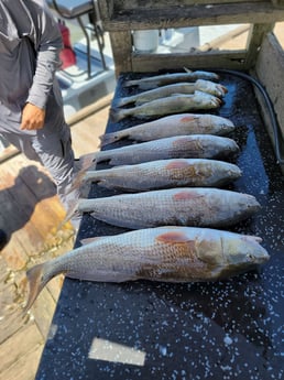 Redfish, Speckled Trout / Spotted Seatrout Fishing in Rio Hondo, Texas