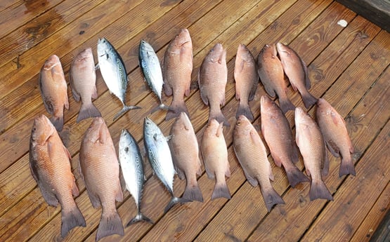 Little Tunny / False Albacore, Mangrove Snapper fishing in Pensacola, Florida