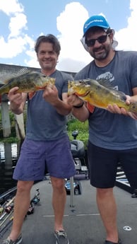 Peacock Bass fishing in Fort Lauderdale, Florida