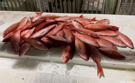 Vermillion Snapper Fishing in Orange Beach, Alabama