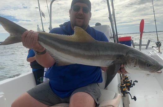 Cobia Fishing in Sarasota, Florida