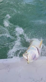 Tarpon fishing in Port O&#039;Connor, Texas