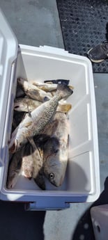 Black Drum, Speckled Trout Fishing in Jacksonville, Florida