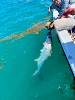 Tarpon Fishing in Key West, Florida