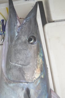 Wahoo fishing in Galveston, Texas