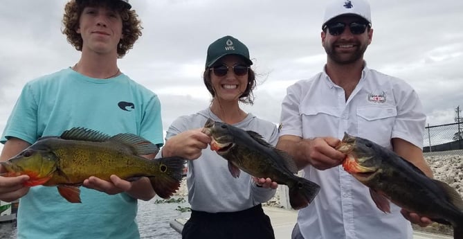 Peacock Bass Fishing in Fort Lauderdale, Florida