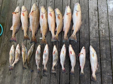 Redfish, Speckled Trout / Spotted Seatrout fishing in Port O&#039;Connor, Texas