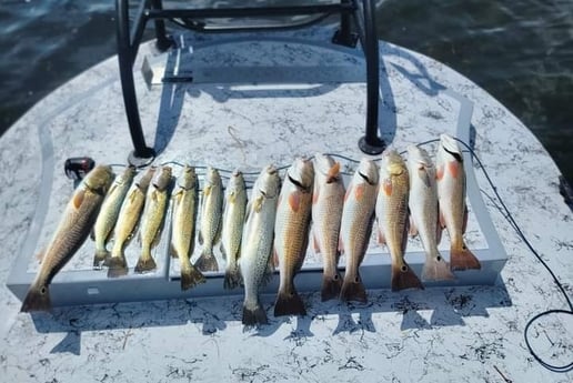 Redfish, Speckled Trout Fishing in South Padre Island, Texas