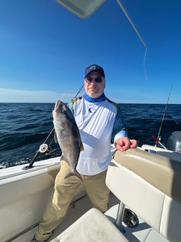 Amberjack fishing in Pensacola, Florida