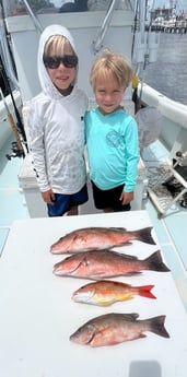 Lane Snapper, Mangrove Snapper Fishing in Jupiter, Florida