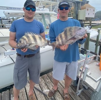 Sheepshead Fishing in Pensacola, Florida