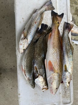 Redfish, Speckled Trout / Spotted Seatrout fishing in Galveston, Texas