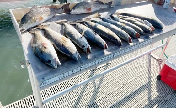 Redfish, Speckled Trout Fishing in Corpus Christi, Texas