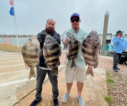 Sheepshead fishing in Galveston, Texas