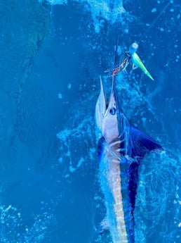 Striped Marlin Fishing in Cabo San Lucas, Baja California Sur