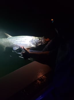 Tarpon Fishing in Islamorada, Florida