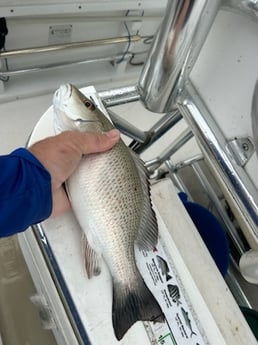 Fishing in Port Orange, Florida