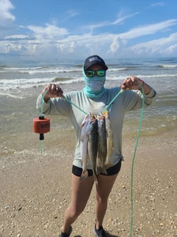 Speckled Trout / Spotted Seatrout fishing in Galveston, Texas