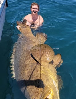 Goliath Grouper fishing in Clearwater, Florida