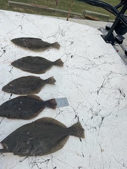 Flounder Fishing in Port O&#039;Connor, Texas