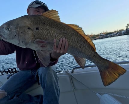 Black Drum fishing in Pensacola, Florida