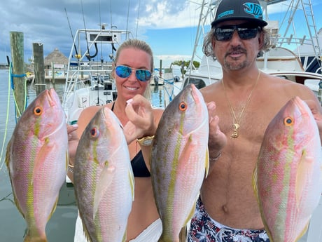 Yellowtail Snapper fishing in Islamorada, Florida