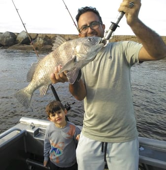 Black Drum Fishing in Jacksonville, Florida