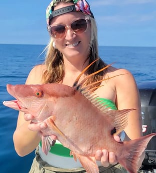 Hogfish Fishing in Clearwater, Florida