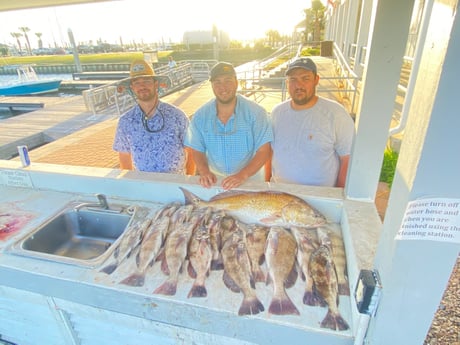 Black Drum, Redfish fishing in Galveston, Texas