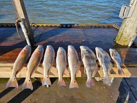 Black Drum, Redfish Fishing in Rockport, Texas