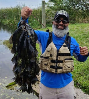 Crappie fishing in Kissimmee, Florida