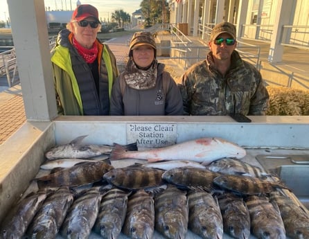 Black Drum, Redfish, Sheepshead Fishing in Galveston, Texas