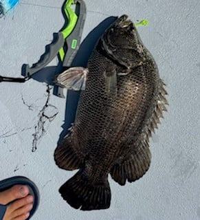 Tripletail fishing in Galveston, Texas