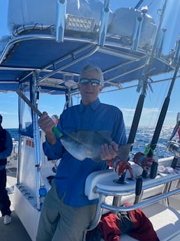 Triggerfish Fishing in Destin, Florida