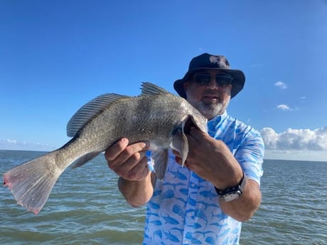 Black Drum Fishing in Corpus Christi, Texas