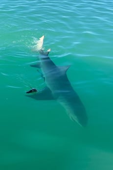 Great White Shark Fishing in Islamorada, Florida