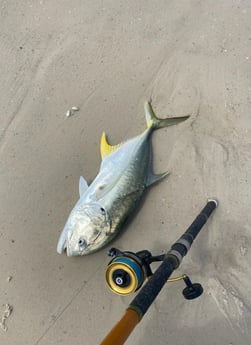 Jack Crevalle Fishing in Destin, Florida